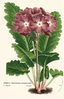 Grandiflora: Cortusa primrose, Primula cortusoides