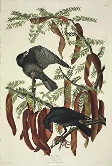 Grasshopper: Coruvs ossifragus, fish crow