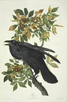 Hickory: Corvus corax, common raven