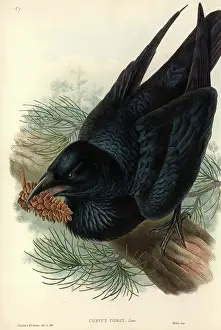 Pinus: Corvus corax, common raven