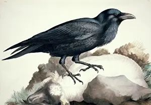 Elphick: Corvus corax, common raven