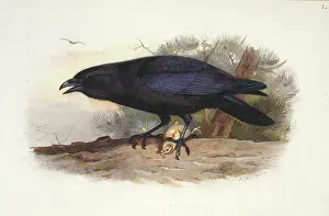 Elphick: Corvus corax, northern raven