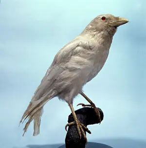 Carrion: Corvus corone, carrion crow