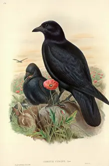 Carrion: Corvus corone, carrion crow