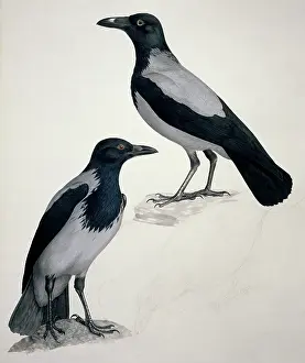 Belly: Corvus corone cornix, hooded (carrion) crow