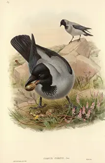 Corvidae: Corvus corone cornix, hooded crow