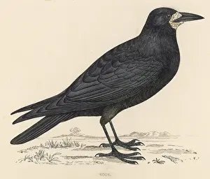 Corvus: ROOK