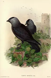 Corvidae: Corvus monedula, Eurasian jackdaw