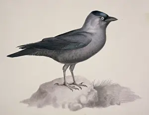 Corvidae: Corvus monedula, Eurasian jackdaw