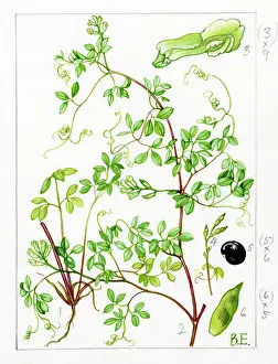 Pods: Corydalis claviculata - climbing corydalis