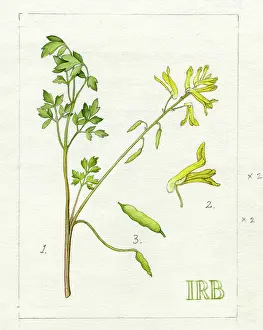Isobel: Corydalis lutea - yellow fumitory