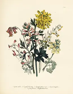 Tuberosa: Corydalis species