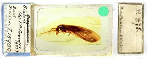 Amber: Corydasialis inexpectatus