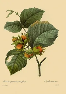 Rods: Corylus avellana