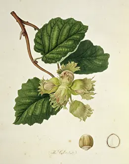 Hazel: Corylus avellana, cob nut