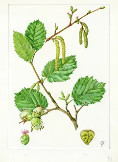 Hazel: Corylus avellana - common hazel