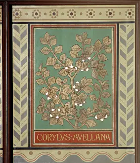 Hazel: Corylus avellana, hazel