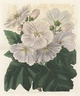 John Lindley: Corynabutilon vitifolium