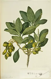 Endeavour: Corynocarpus laevigatus, karaka tree