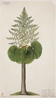 Arecaceae: Corypha taliera, tara palm