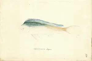 Hippurus: Coryphaena hippurus, common dolphinfish