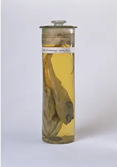 Rattail: Coryphaenoides sp. rattail