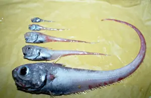 Rattail: Coryphaenoides sp. rattails