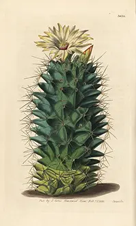 Mammillaria: Coryphantha octacantha cactus