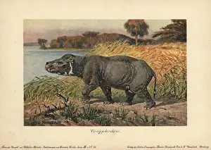Tiere: Coryphodon, extinct genus of pantodont mammal