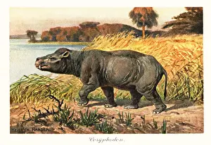 Tiere Der Urwelt: Coryphodon radians, extinct pantodont mammal of the Eocene