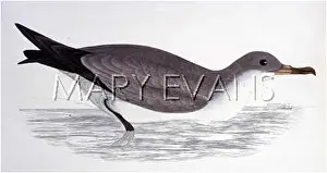 Shearwater: CORY'S SHEARWATER (FOM)