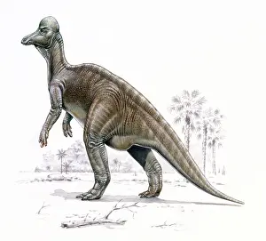 Lambeosaurinae: Corythosaurus