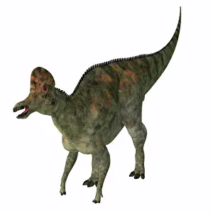 Overweight: Corythosaurus dinosaur, white background