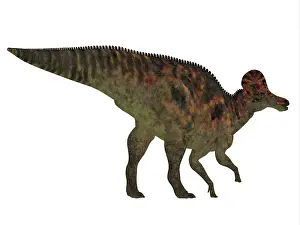 Overweight: Corythosaurus dinosaur, white background
