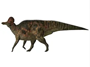 Overweight: Corythosaurus duck-billed dinosaur