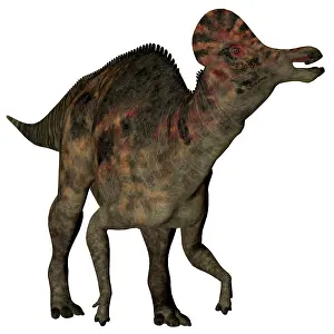 Lambeosaurinae: Corythosaurus duck-billed dinosaur