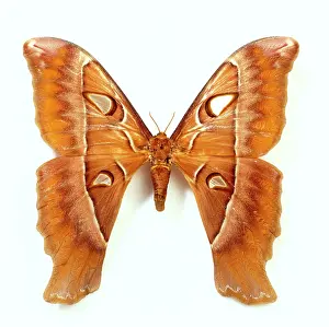 Eyespot: Coscinocera hercules, Austrlian hercules moth