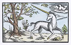 Unicorns: Cosmographia Unicorn
