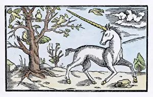 Unicorns: Cosmographia Unicorn