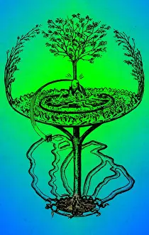 Yggdrasil: Cosmology, Yggdrasil, Great Ash Tree