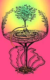 Yggdrasil: Cosmology, Yggdrasil, Great Ash Tree