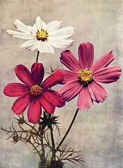 Tess Hines: Cosmos Bipannatus