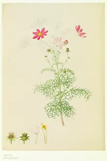 Bauer: Cosmos bipinnatus, cosmos