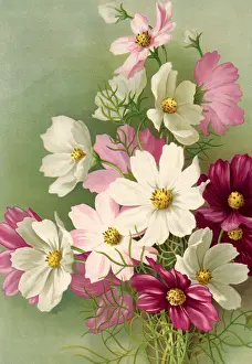 Varying: Cosmos Hybridia Giant