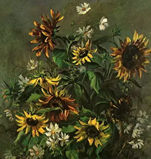 Sunflowers: Cosmos and Sunflowers