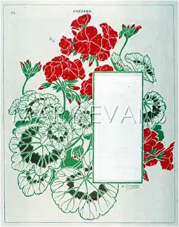 Geraniums: COSSARD SURROUND 12