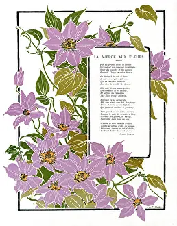 Clematis: COSSARD SURROUND 4