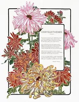 Chrysanthemums: COSSARD SURROUND 8