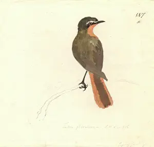 Brow: Cossyphra caffra, cape robin-chat