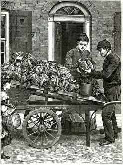 Cabbages: Costermonger 1888
